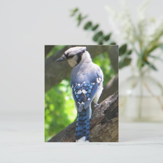 Blue Jay Briefkaart (Staand voorkant)
