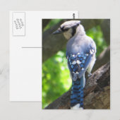 Blue Jay Briefkaart (Voorkant / Achterkant)