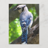 Blue Jay Briefkaart (Voorkant)