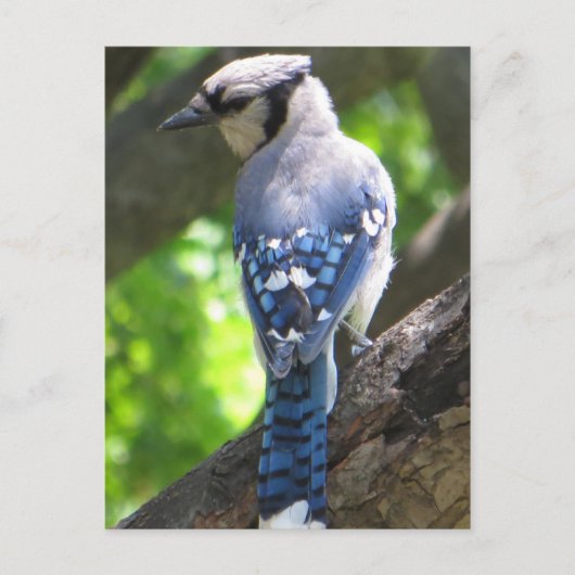 Blue Jay Briefkaart (Voorkant)