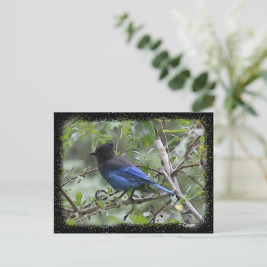 Blue Jay - Briefkaart (Staand voorkant)