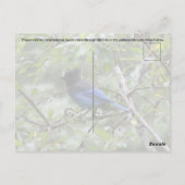 Blue Jay - Briefkaart (Achterkant)