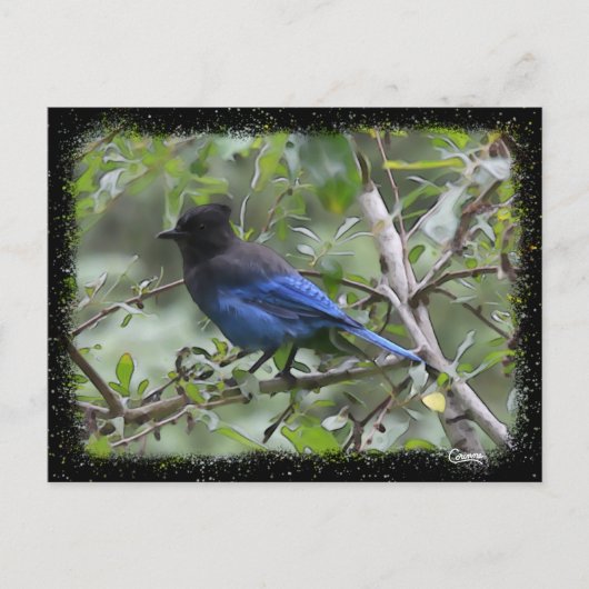 Blue Jay - Briefkaart (Voorkant)
