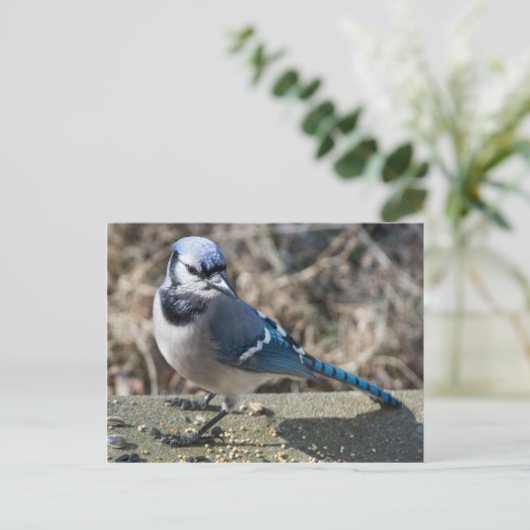 Blue Jay Briefkaart (Staand voorkant)