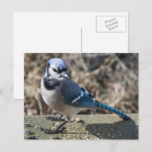 Blue Jay Briefkaart (Voorkant / Achterkant)