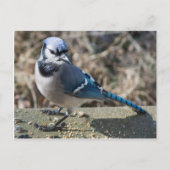 Blue Jay Briefkaart (Voorkant)