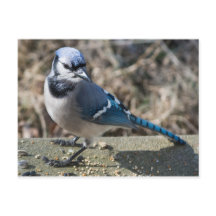 Blue Jay Briefkaart