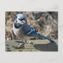 Blue Jay Briefkaart