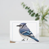 Blue Jay Briefkaart (Staand voorkant)