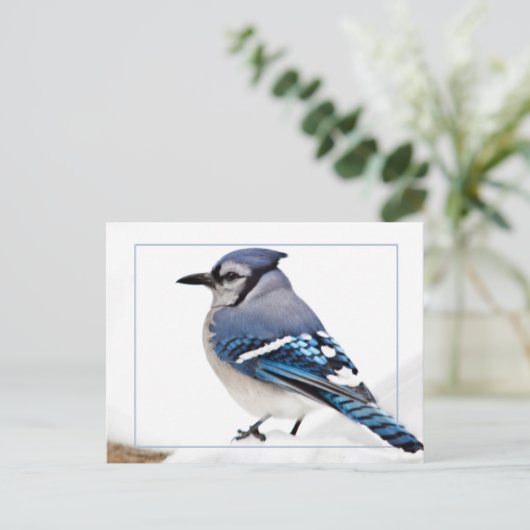 Blue Jay Briefkaart (Staand voorkant)