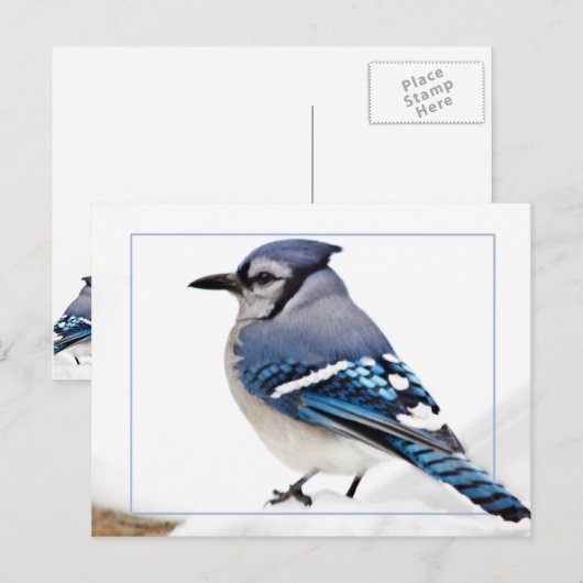 Blue Jay Briefkaart (Voorkant / Achterkant)