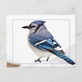 Blue Jay Briefkaart