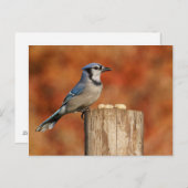 Blue Jay Briefkaart (Voorkant / Achterkant)