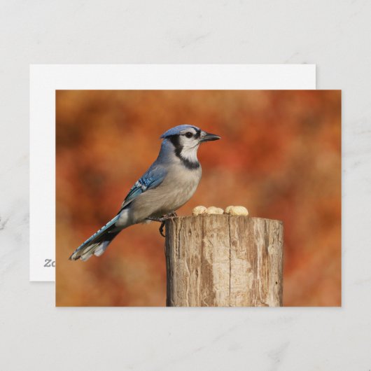 Blue Jay Briefkaart (Voorkant / Achterkant)