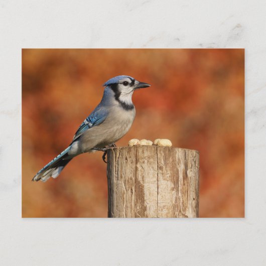 Blue Jay Briefkaart (Voorkant)