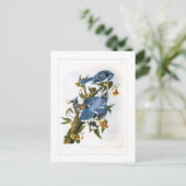 Blue Jay Briefkaart (Staand voorkant)
