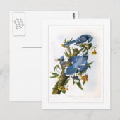 Blue Jay Briefkaart (Voorkant / Achterkant)