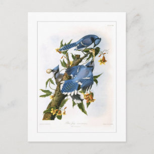 Blue Jay Briefkaart