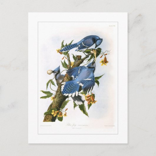 Blue Jay Briefkaart (Voorkant)