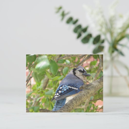 Blue Jay Briefkaart (Staand voorkant)