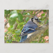 Blue Jay Briefkaart (Voorkant)