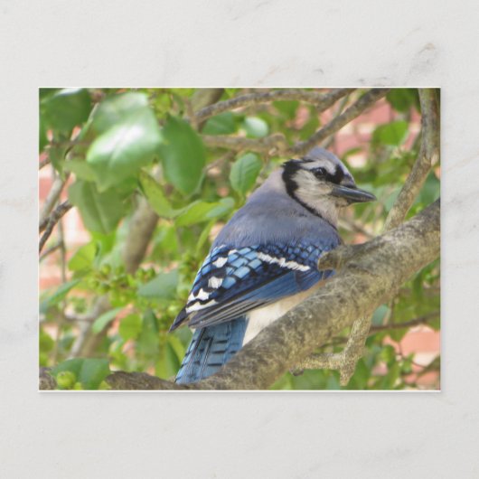 Blue Jay Briefkaart (Voorkant)