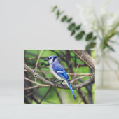 Blue Jay Briefkaart (Staand voorkant)