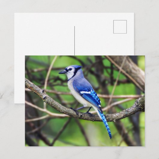 Blue Jay Briefkaart (Voorkant / Achterkant)