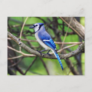 Blue Jay Briefkaart