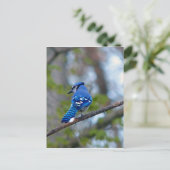 Blue Jay Briefkaart (Staand voorkant)