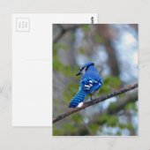 Blue Jay Briefkaart (Voorkant / Achterkant)