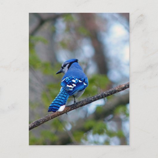 Blue Jay Briefkaart (Voorkant)