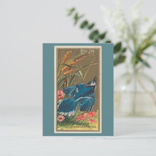 Blue Jay Briefkaart (Staand voorkant)
