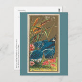 Blue Jay Briefkaart (Voorkant / Achterkant)