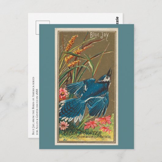 Blue Jay Briefkaart (Voorkant / Achterkant)