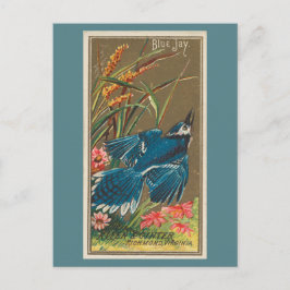Blue Jay Briefkaart
