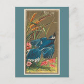 Blue Jay Briefkaart (Voorkant)