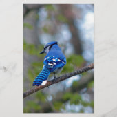 Blue Jay Briefpapier (Voorkant)