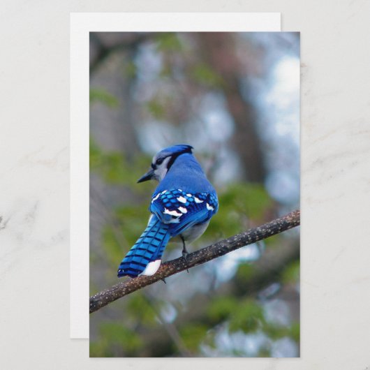 Blue Jay Briefpapier (Voorkant / Achterkant)