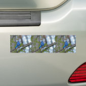 Blue Jay Bumpersticker (Op auto)