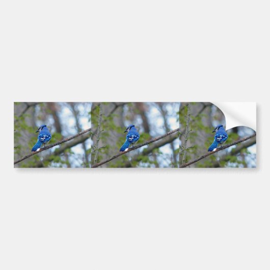 Blue Jay Bumpersticker (Voorkant)