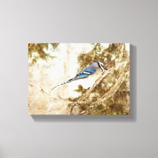 Blue Jay Canvas Afdruk (Voorkant)