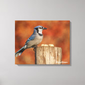 Blue Jay Canvas Afdruk (Voorkant)