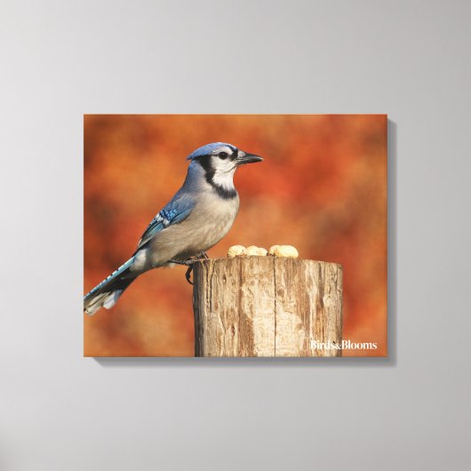 Blue Jay Canvas Afdruk (Voorkant)