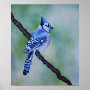 Blue Jay Canvas afdrukken Poster