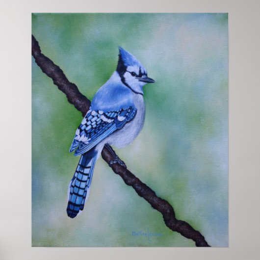 Blue Jay Canvas afdrukken Poster (Voorkant)