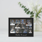 Blue Jay Collage Briefkaart (Staand voorkant)