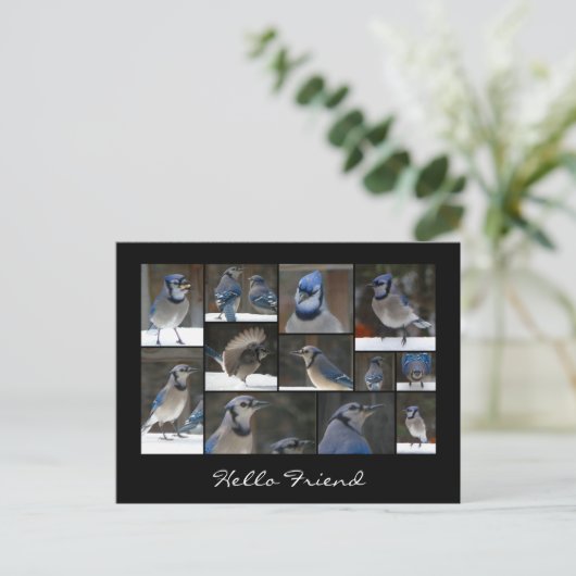 Blue Jay Collage Briefkaart (Staand voorkant)