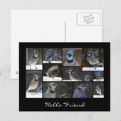 Blue Jay Collage Briefkaart (Voorkant / Achterkant)