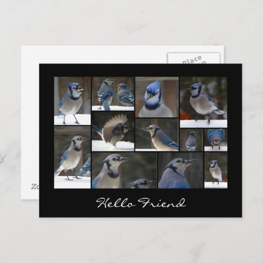 Blue Jay Collage Briefkaart (Voorkant / Achterkant)